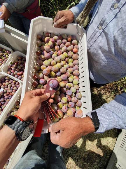 Evaluación del efecto de la fertilización con potasio sobre la calidad de la fruta en ciruelos de industria