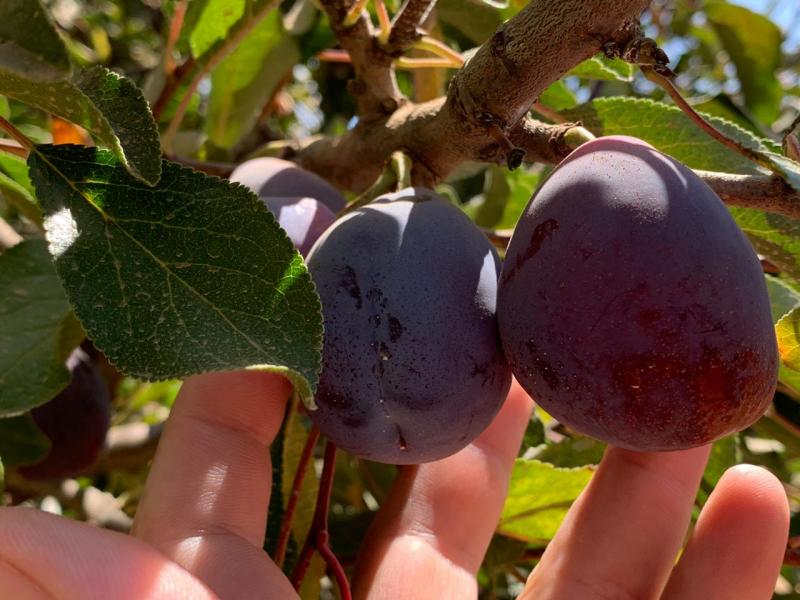 Seguro Agrícola: comenzó el cronograma de pagos compensatorios