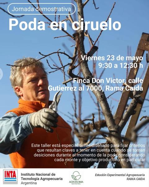 Poda de Ciruelos- Temporada 2025-