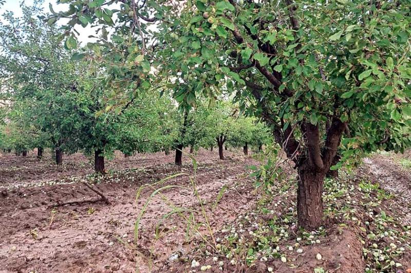 Daños del 70% al 100% pudo haber provocado la tormenta en cultivos de San Rafael