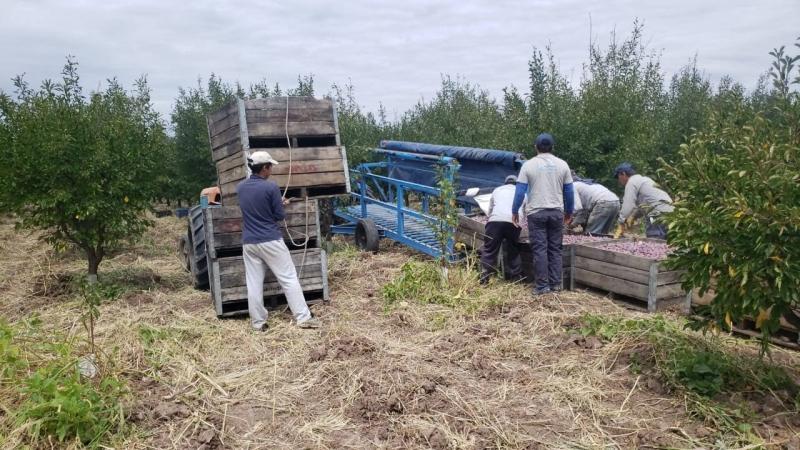 Ciruela Industria: con problemas, avanzan en el fuerte de la cosecha